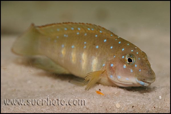 Eretmodus cyanostictus 'Kasanga'